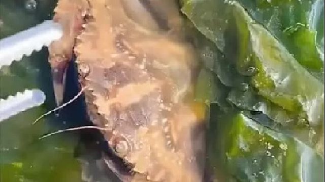 户外赶海抓海鲜