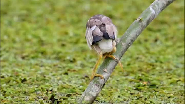 黄苇鳽捕鱼太大只好放掉，懂得量力而行……