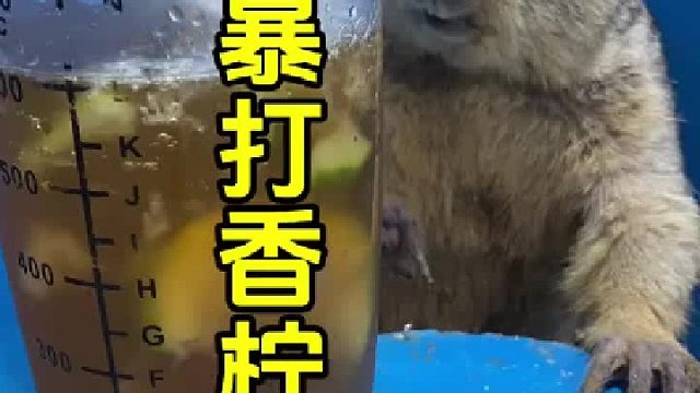 今天喝个暴打香柠。