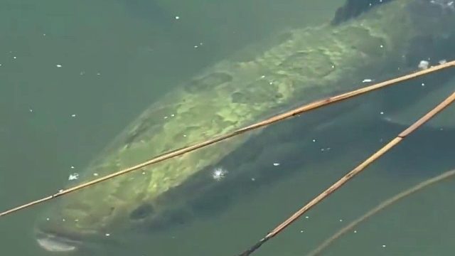 我的酸菜鱼掉水里了