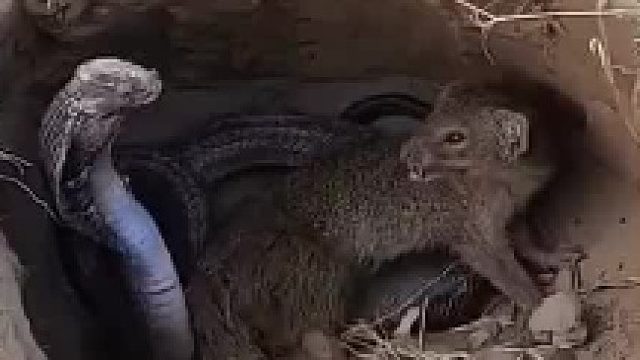 眼镜干不过它，这是为什么？？？