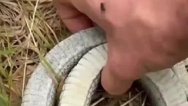弄两只粘一起就得到一个永动机了
