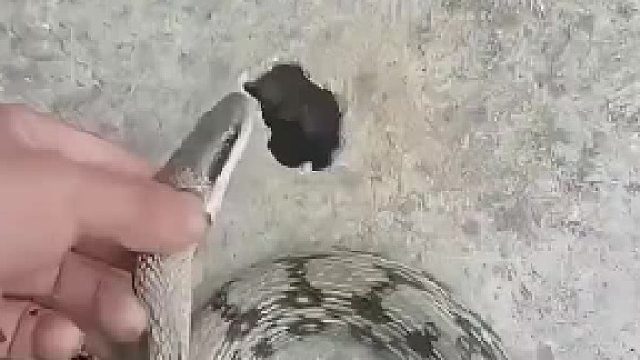 老鼠：我感谢你全家