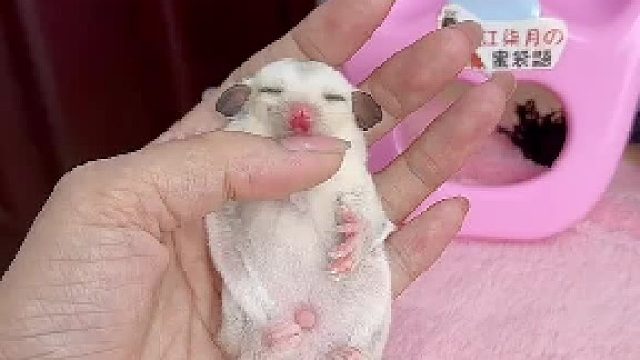 确实是个乖宝宝哇