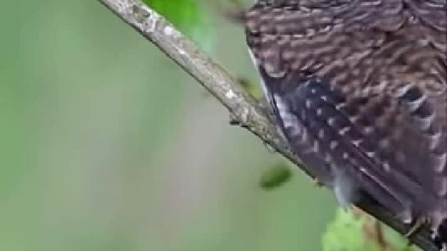 寄生鸟为啥可以如此幸福……