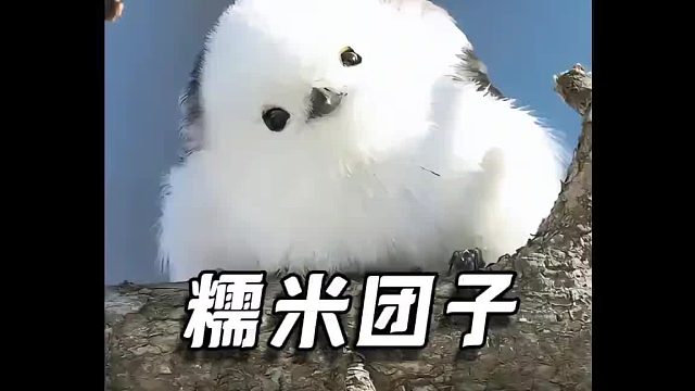 小肥啾肉嘟嘟，没有脖子没有腰，它还是个“小秃头”？