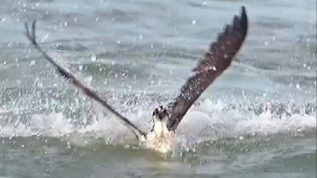 老鹰：上大货了，这鹰爪功没白练……