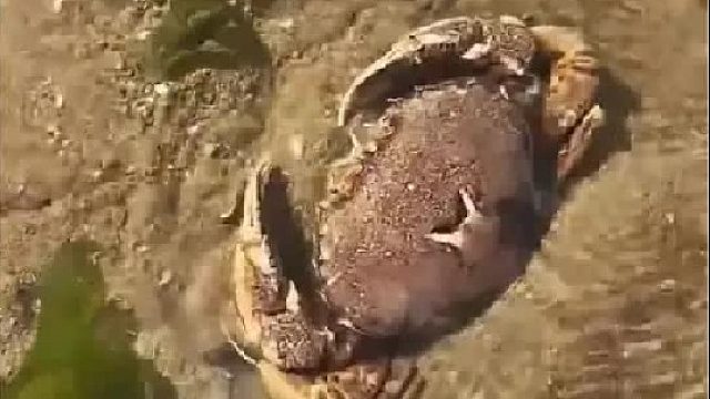 户外赶海抓海鲜