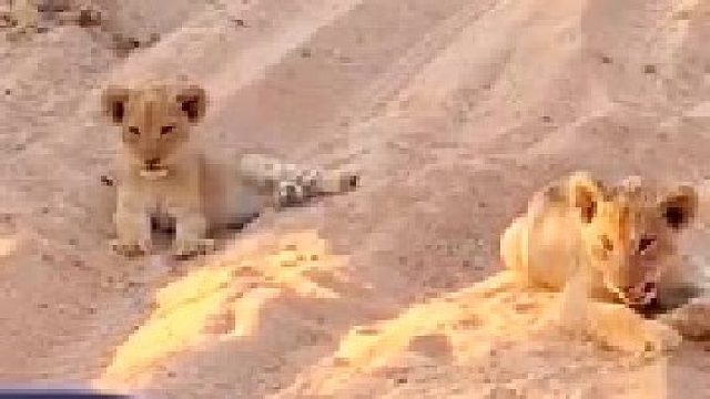 小狮子慵懒的躺在地上休息