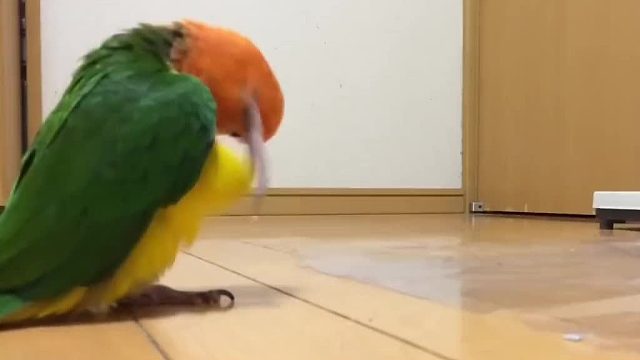 我现在满脑子都是秋裤鸡哒哒哒…哒哒哒…