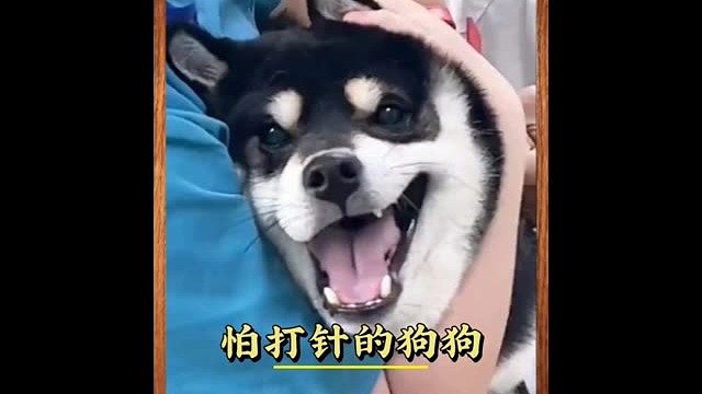 原来狗狗也这么怕打针，像不像你小时候打针的样子