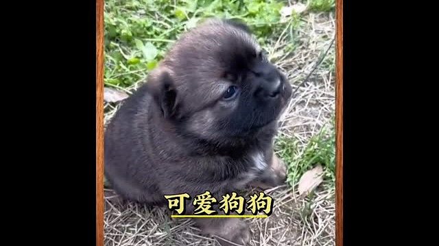 “每天一遍，防止抑郁”盘点那些可爱的小土狗