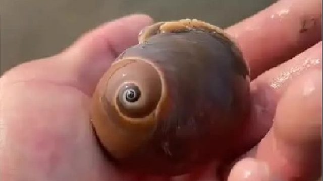 户外赶海抓海鲜