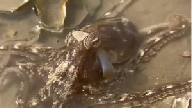 赶海赶海赶海啦