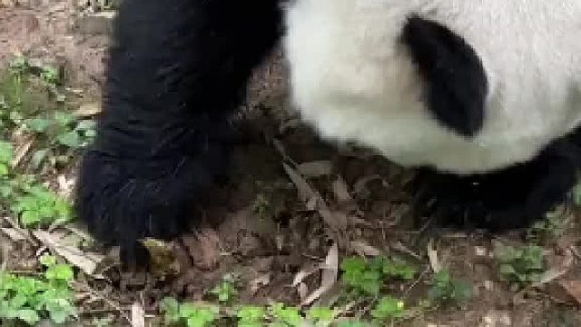 哪里的国宝混得这么惨要自己挖竹笋