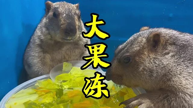 今天吃个大果冻。