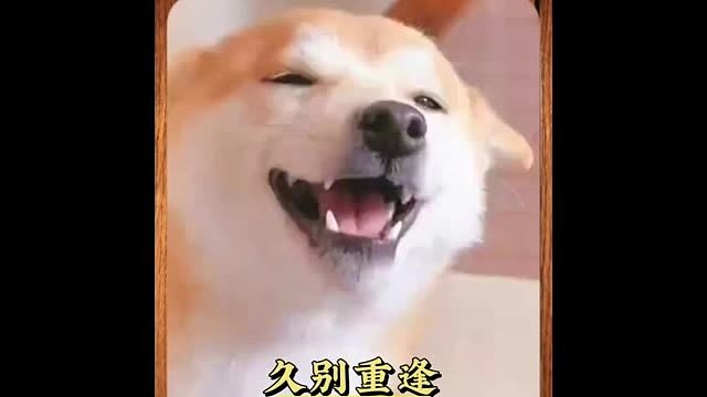 见到久别重逢的主人时，它就知道它的全世界回来了