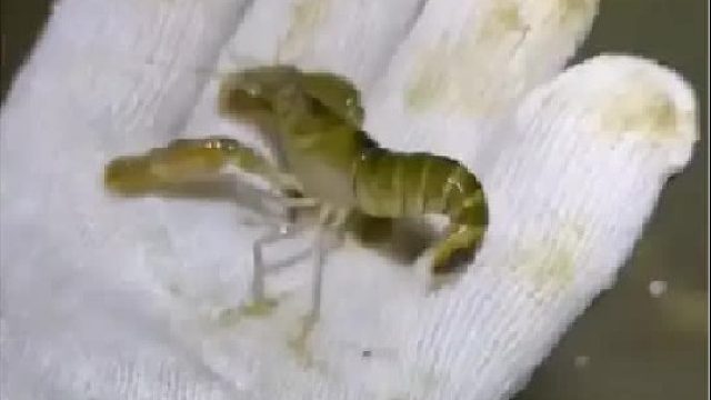 户外赶海抓海鲜