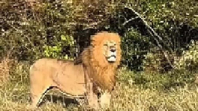 雄狮在战斗中失去了尾巴，但它依然很坚强