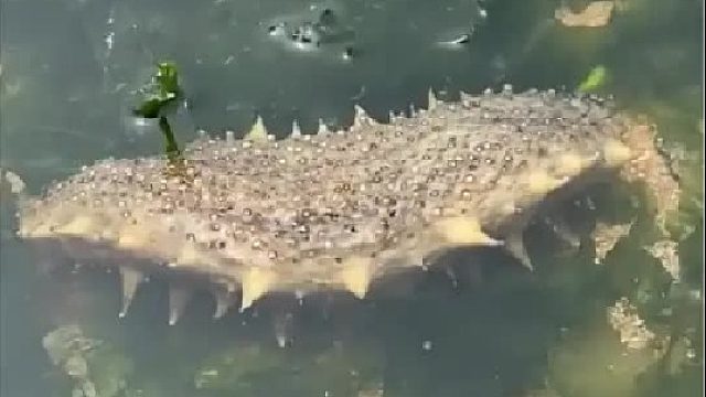 户外赶海抓海鲜