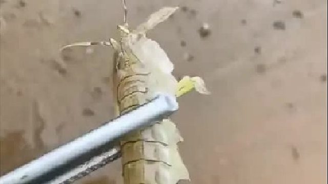 赶海赶海赶海啦