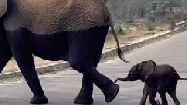 母象带着小象赶路