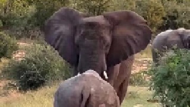 犀牛一步步靠近大象，竟然将大象击退了