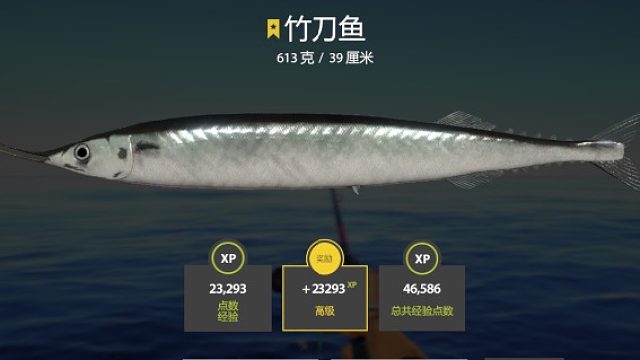 又双叒叕是它，竹刀鱼！