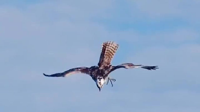 它是怎么看到的居然还起飞了