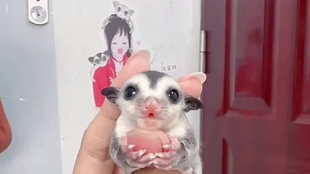 奶呼呼的小团子找妈妈了