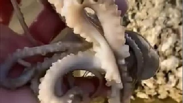 户外赶海抓海鲜