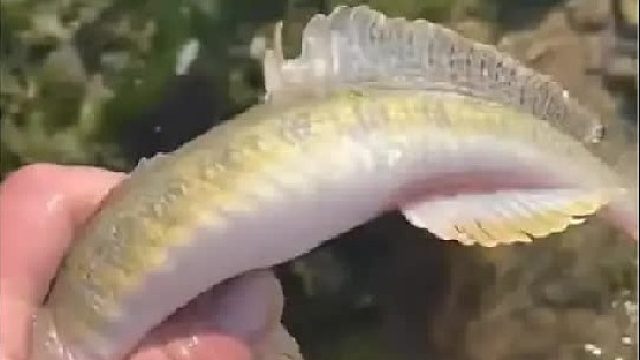 赶海赶海赶海啦