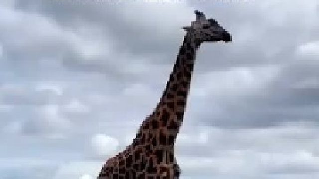 长颈鹿偶遇狮子