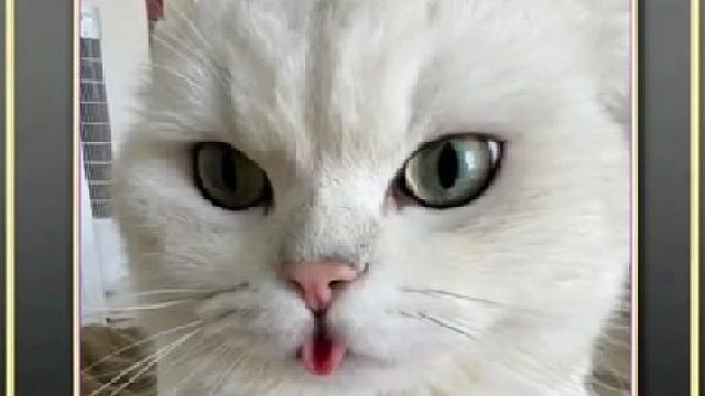 那些神经病的猫咪