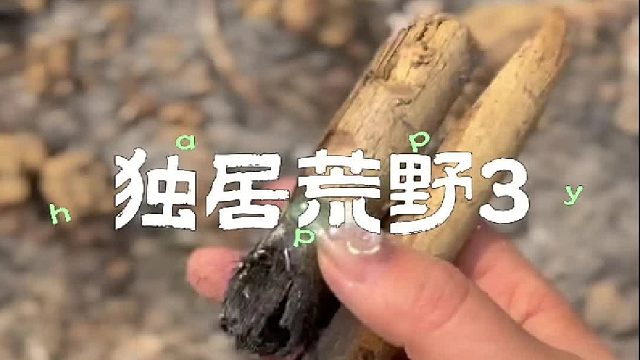 在黑沙滩挖出了超大墨鱼