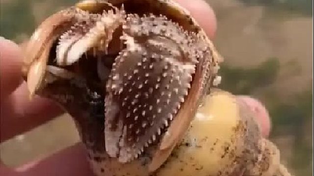 户外赶海抓海鲜