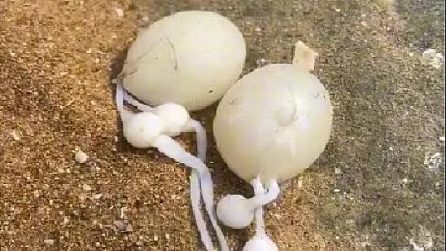 户外赶海抓海鲜