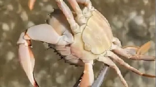 赶海赶海赶海啦