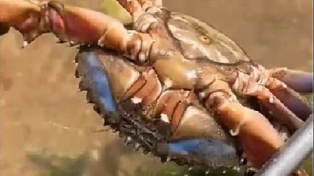 赶海赶海赶海啦