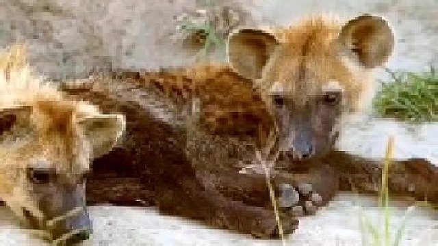 无聊的鬣狗被一位不速之客吸引了