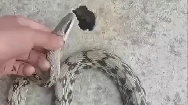 从此你家少了个杰瑞多了个素贞