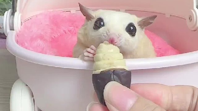 吃蚕蛹啦！吃的这么斯文，是不爱吃吗