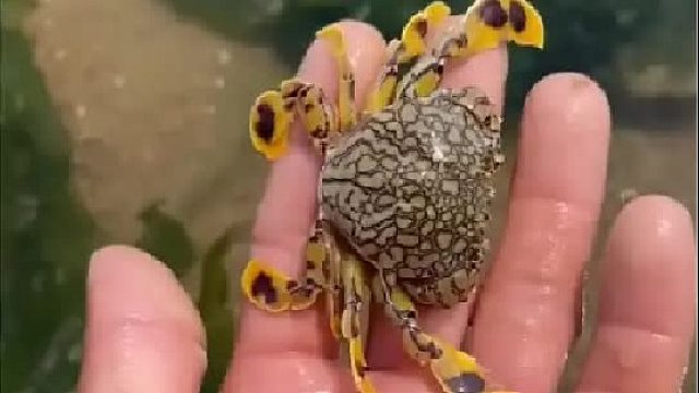 户外赶海抓海鲜