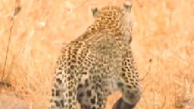 花豹挑战鬣狗，谁都奈何不了对方