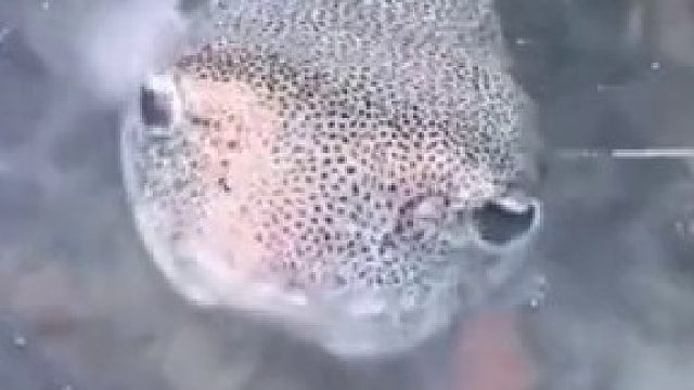 鱼：一大清早的顾客让我来刷鞋