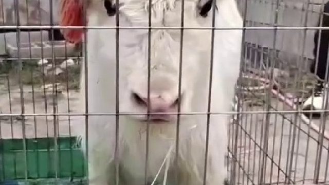 长大给你换小的