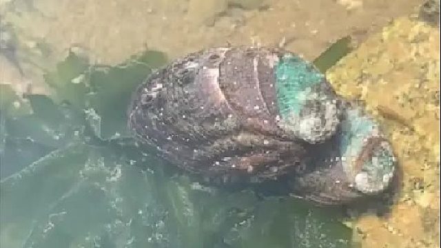 户外赶海抓海鲜