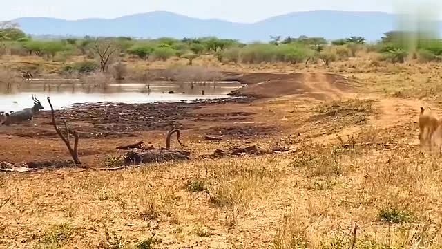 雄鹿从狮子手中逃脱，化险为夷
