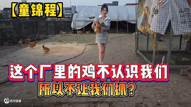 【童锦程】这个厂里的鸡不认识我们，所以不让我们抓？