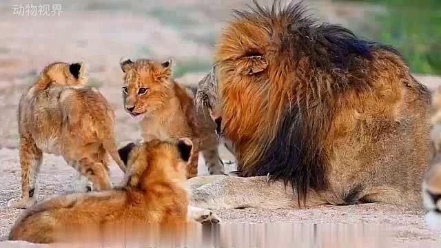 雄狮带娃太痛苦了，根本闲不下来